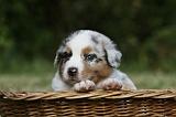 BERGER AUSTRALIEN PUPPIES 364